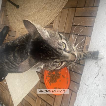 Foto 1/1 Gato encontrado Encontrado en Villepinte