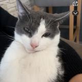 Foto del gato perdido en Haveluy