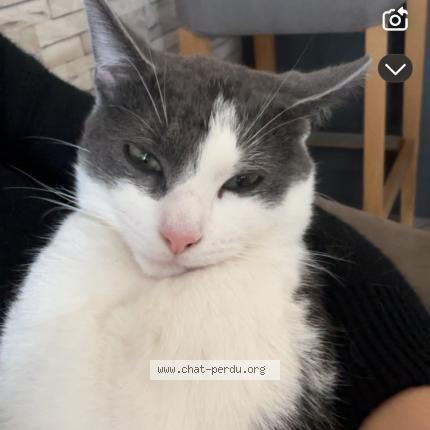 Foto 1/1 Brigand Chat perdido en Haveluy