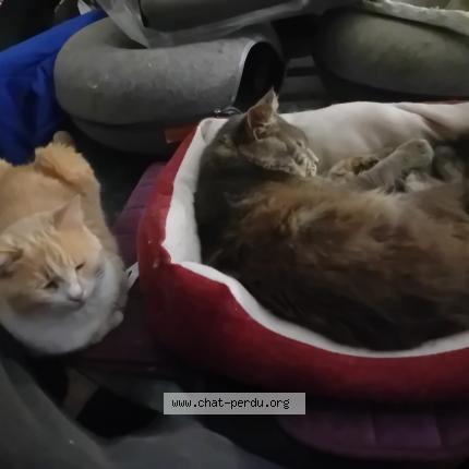 Foto 1/1 Phapha Chat perdido en Brive la gaillarde