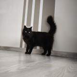 Foto del gato perdido en Ecrouves