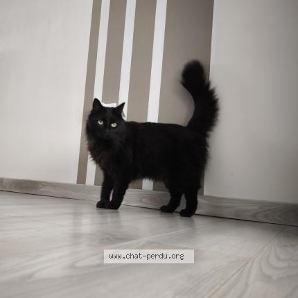Foto 1/1 Kira Chat perdido en Ecrouves
