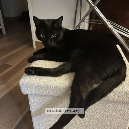 Foto 1/1 Lilith Chat perdido en Sannois