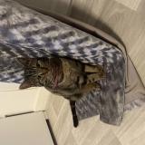 Foto del gato perdido en Le Mans