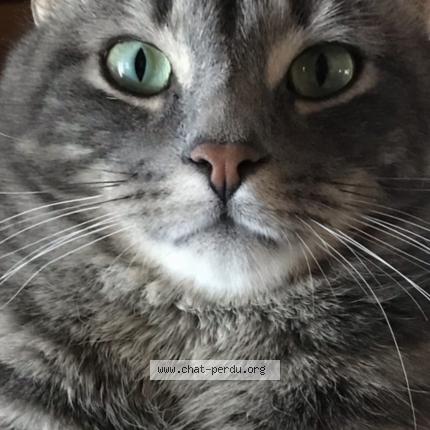 Foto 1/1 Gustave Chat perdido en Mont tremblant