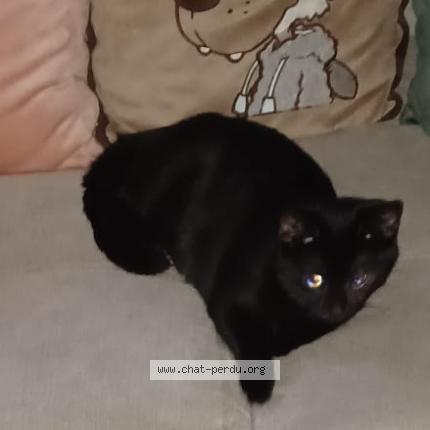 Foto 1/1 Marshalle Chat perdido en Avelgem