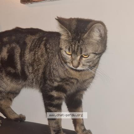 Foto 1/1 Yushi Chat perdido en Montrouge