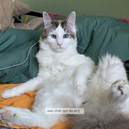 Foto 1/1 Akira Chat perdido en Bonnee