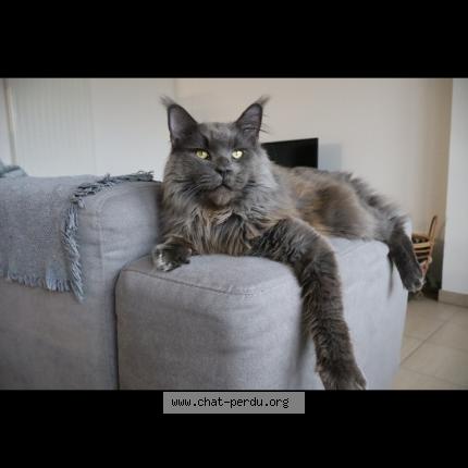 Foto 1/1 Uno Chat perdido en Montbrison