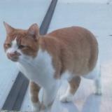 Foto del gato perdido en Roubaix