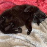 Foto del gato perdido en Saint Jacques De La Lande