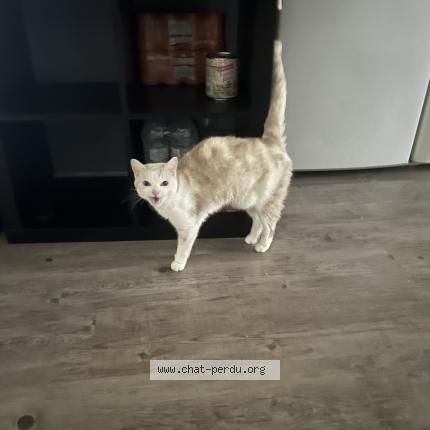 Foto 1/1 Milka Chat perdido en Sermaises