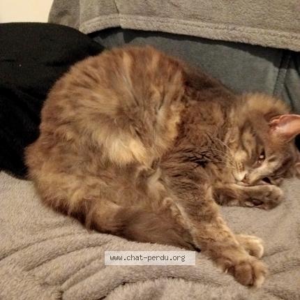 Foto 1/1 Nalla Chat perdido en Saint pol de leon