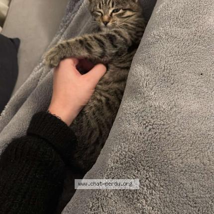 Foto 1/1 Kira Chat perdido en Ambares et lagrave