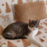 Foto del gato perdido en Anse