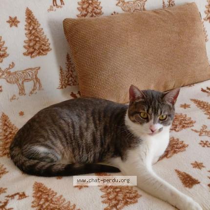 Foto 1/1 Dentelle Chat perdido en Anse