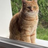 Foto del gato perdido en Marchaux Chaudefontaine