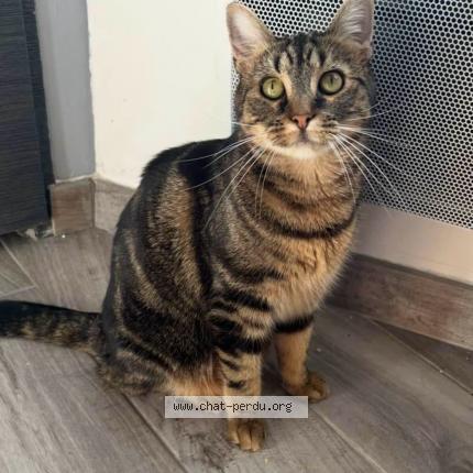 Foto 1/1 Molly Chat perdido en Fourmies