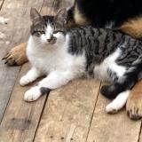 Foto del gato perdido en Coulevon