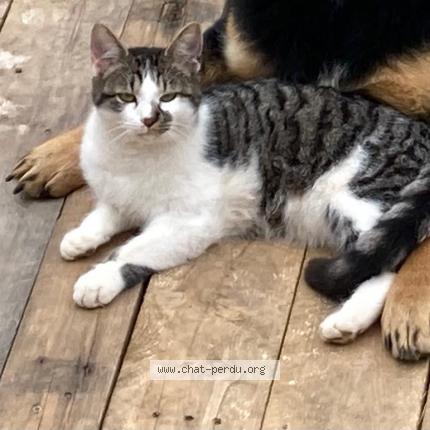 Foto 1/1 Scrat Chat perdido en Coulevon