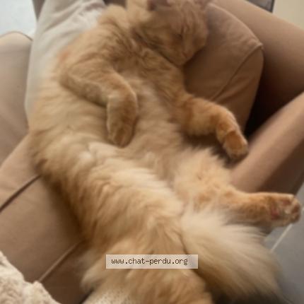 Foto 1/1 Symba Chat perdido en Saran