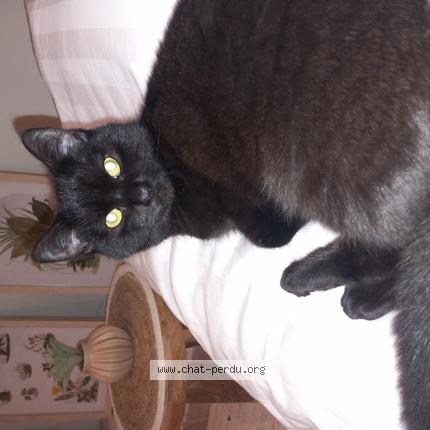 Foto 1/1 Bella Chat perdido en Bruxelles