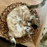 Foto del gato perdido en Aujols