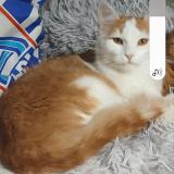 Foto del gato perdido en Lozanne