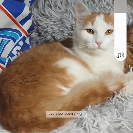 Foto 2/2 Vanille Chat perdido en Lozanne