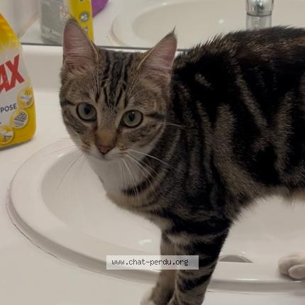 Foto 1/1 Gato encontrado Encontrado en Balma