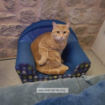 Foto 1/1 Peperoni Chat perdido en Mezieres en gatinais