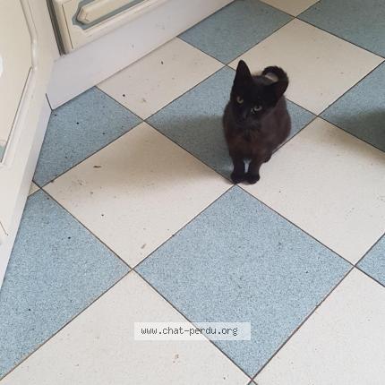 Foto 1/1 Gato encontrado Encontrado en Bernis