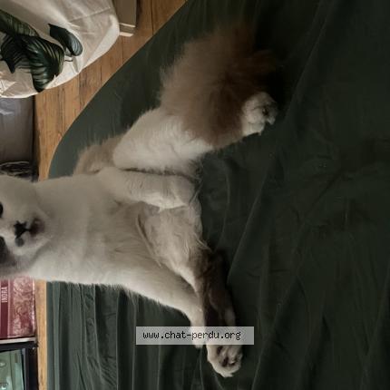 Foto 1/1 Snow Chat perdido en Valence