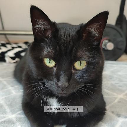 Foto 1/1 Shipie Chat perdido en Bourg blanc