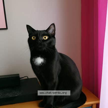 Foto 1/1 kylo Chat perdido en Aix en provence