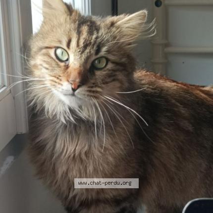 Foto 1/1 Hades Chat perdido en Mougon