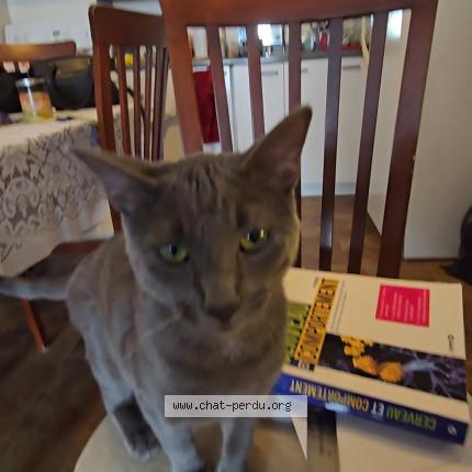 Foto 1/1 Garcon Chat perdido en Saint jean sur richelieu