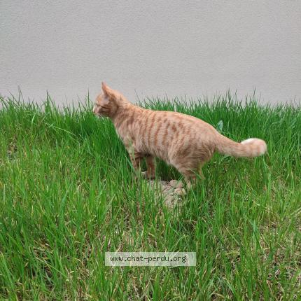 Foto 1/1 Gato encontrado Encontrado en Haye fouassiere