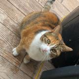 Foto del gato perdido en Octeville Sur Mer