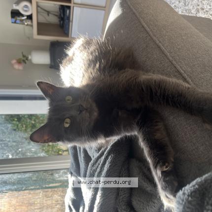 Foto 1/1 Vegas Chat perdido en Sautron