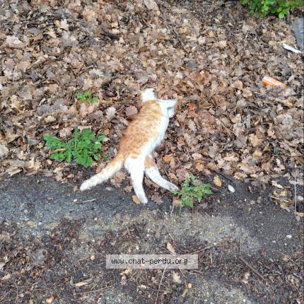 Foto 1/1 Gato encontrado Encontrado en Eguilles