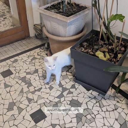 Foto 1/1 Gato encontrado Encontrado en Paris