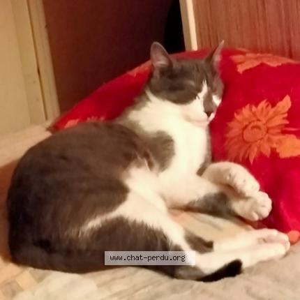 Foto 1/1 Gato encontrado Perdido en Clermont ferrand