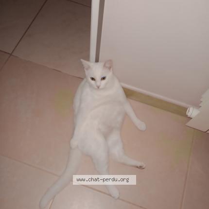 Foto 1/1 Yohann Guiffard Chat perdido en Pierreville