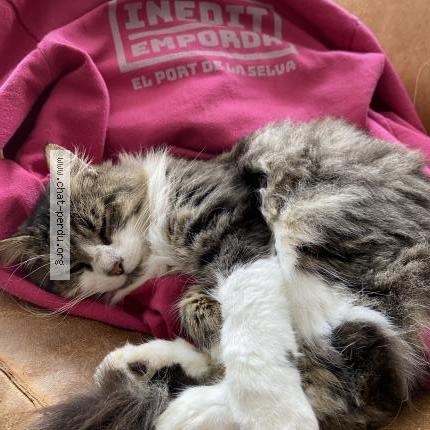 Foto 1/1 Sadji Chat perdido en Brest