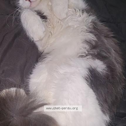 Foto 1/1 Grisouille Chat perdido en Nersac