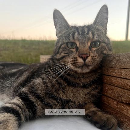 Foto 1/1 ROSETTE Chat perdido en Champ le duc