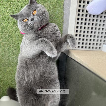 Foto 1/1 Scooty Chat perdido en Champigny sur marne