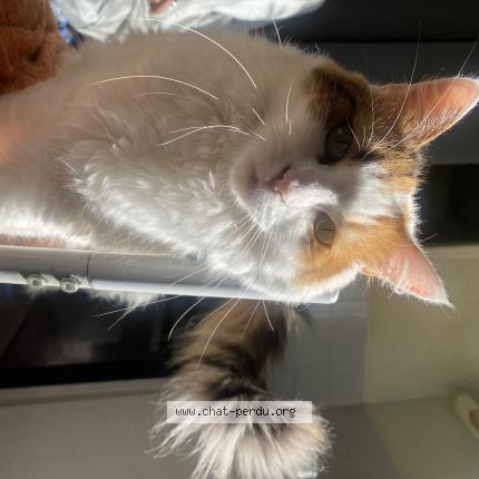 Foto 1/1 Mila Chat perdido en Saint jean du falga