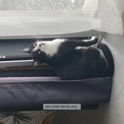 Foto 1/1 Jessy Chat perdido en Saint jean des champs